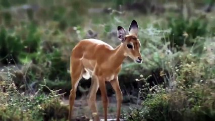 Wow, Cheetah Mom Indulges On Hunting Impala And Jackal Steals Cub By The Skin Of Her Teeth