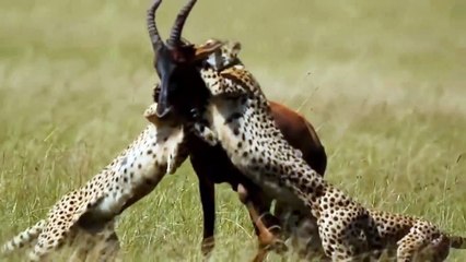 Poor Buffaloes Can't Encounter Power Of Fierce Lions - Cheetah vs Deer   Wild Animals Combat