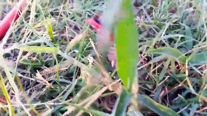 Deadliest Wasp Attacked Big Spider