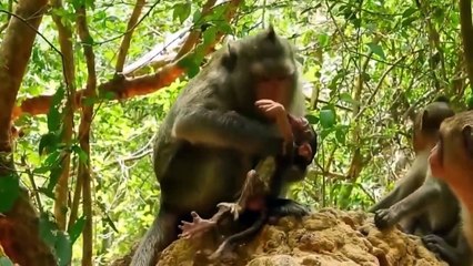 Mother Monkey Takes A Stick To Attack Cheetah Save Baby Monkey
