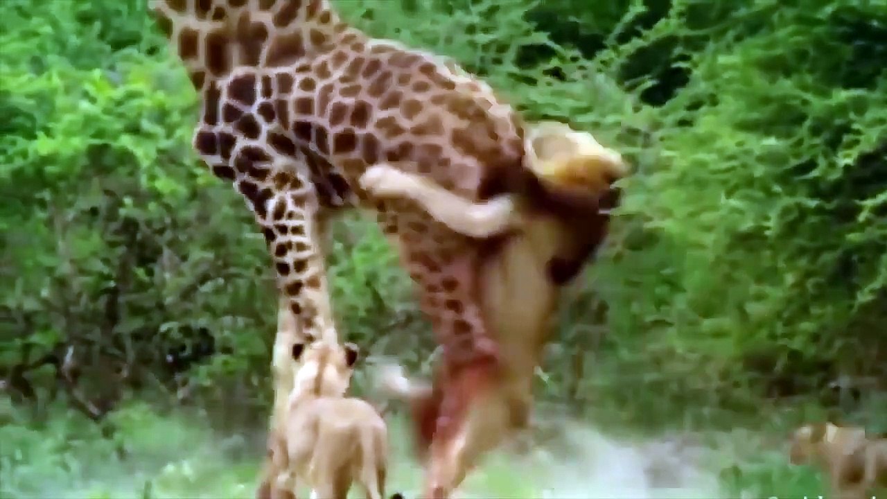 LION And The Worst and Most Stupidest Failure Of  King Of Beasts    Lion vs Zebra, Giraffe ...