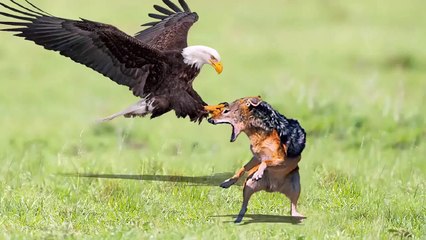 Eagle's Attack Becomes Meaningless Against This Tiny Animal - Eagle, Rabbit, Fox, Snake, Monkey