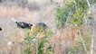 Good! Lions Rescue Her Baby From Crocodile Attack - Hippo vs Lion - Hyena vs Wild Dogs