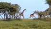 Giraffe Fake Death to Avoid Lion & Hyenas Attack - Hard Life of King Jungle - Lion vs Giraffe,Hyenas
