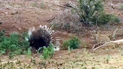 In The Hunger, Lions and Leopards Risked Their Lives Hunting Porcupine And Received a Big Lesson