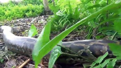 Leopard Lost Her Baby Hunting  Python Swallows   The Newborn Leopard  Leopard VS Antelope Python