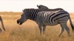 Super Strength Of Zebra Fights The Lion King - What Happens When Zebra Can Defeat Lion - Zebra Fight