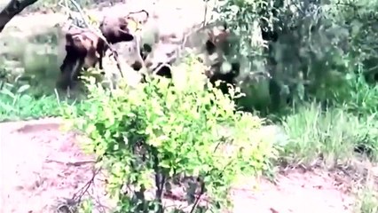 When Warthog Ready To Encounter Wild Dogs and Hyenas, The Lion Climb Tree To Catch Baboon