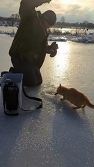 Cat Takes off With Ice Fisherman's Catch