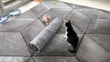 Kitten Terrorizes Cat