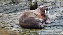 Thor the wandering walrus spotted in Scarborough harbour on return to UK