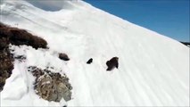 Ce bébé ours tente de rejoindre sa mère sur une montagne enneigée... pas facile