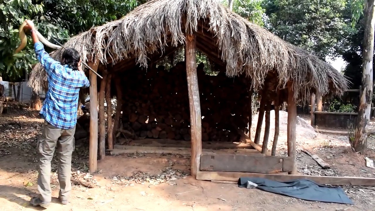 Il découvre un énorme cobra royal sur le toit de sa cabane