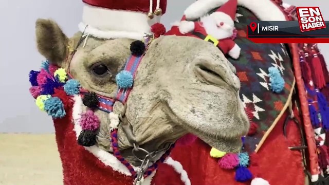Mısır'da deveye Noel baba kıyafeti giydirildi