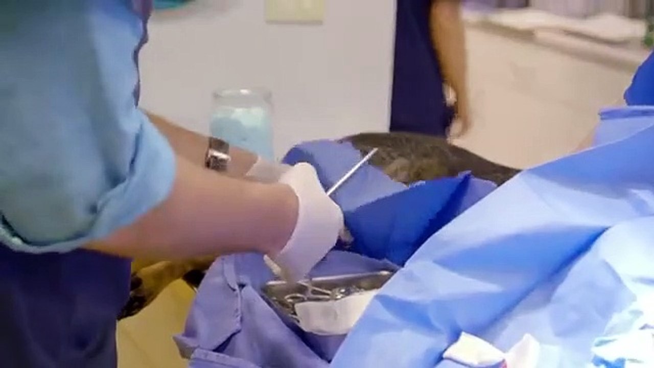 Hanging with the Hendersons - Se1 - Ep03 HD Watch