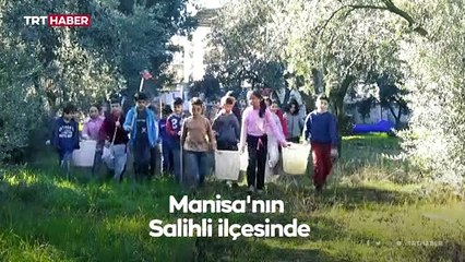 Anne babaları dikti, çocukları hasat yaptı