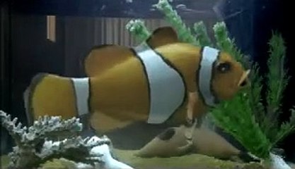 La seconda volta non si scorda mai Bande-annonce (IT)