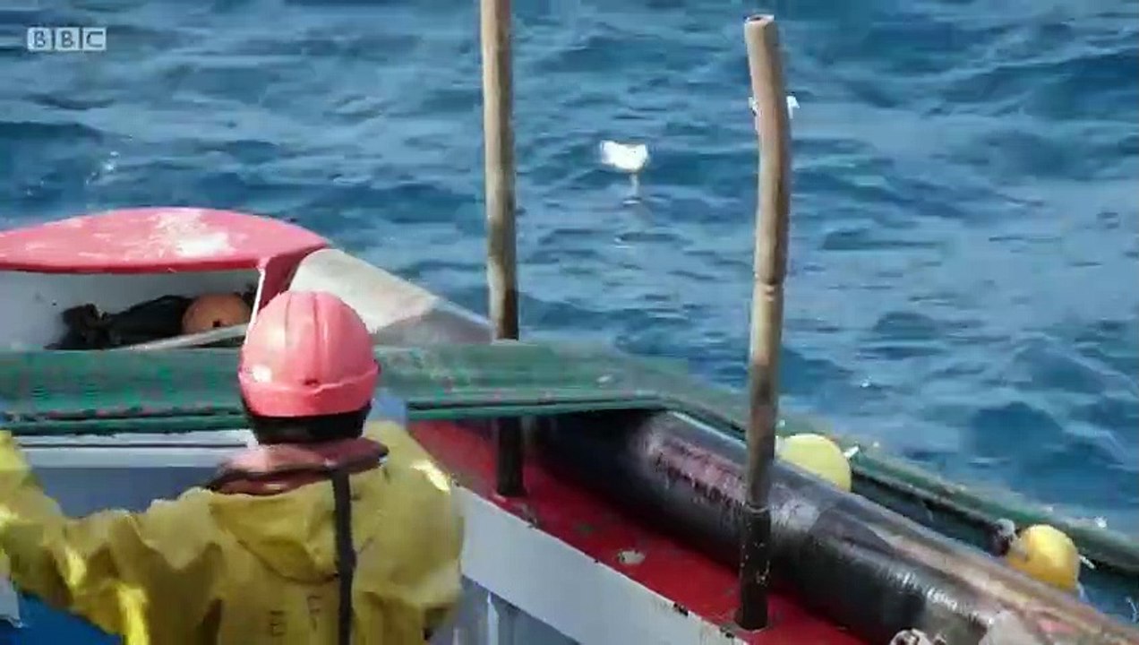 Fish Town - Se1 - Ep04 HD Watch