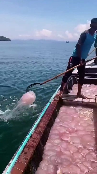 Smart fisherman huge profit in ocean