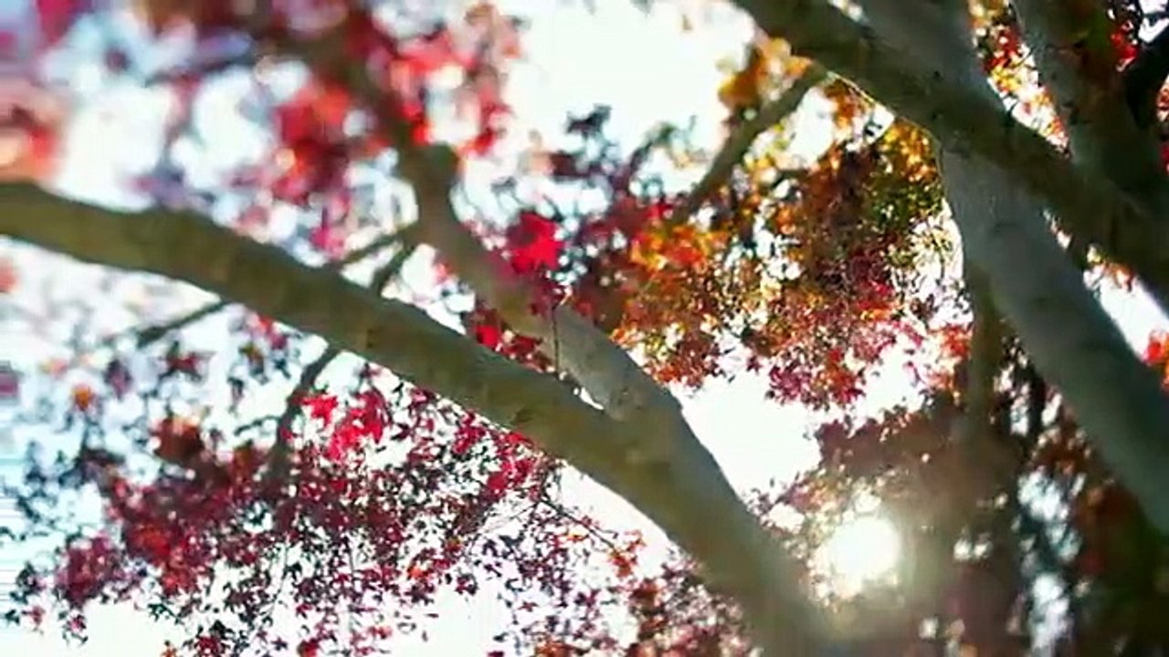 Mur-'der Among Friends - Se2 - Ep07 - Band of Brothers HD Watch