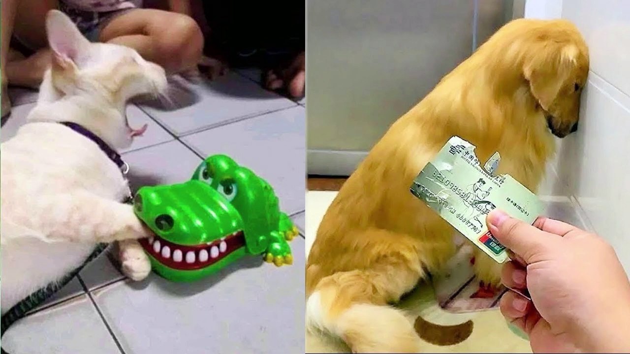 Funniest Dogs And Cats - Best Of The 2023 Funny Animal Videos
