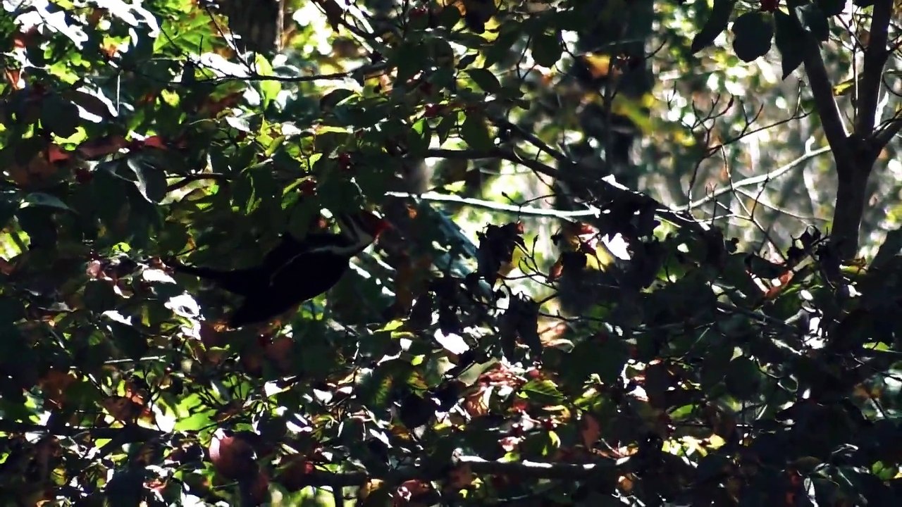 Bigfoot- The Conspiracy (2020) Watch HD
