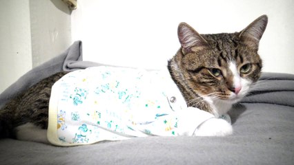 Kitten Rudolph Spends the New Year in the Pajamas