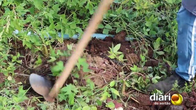Comunidade no Vale do Piancó é destaque no Nordeste com produção diária de frutas, verduras e legumes