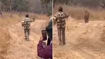 Viral Video: टाइगर का वीडियो बनाने उसके पीछे दौड़ पड़ा वनकर्मी, जा सकती थी जान
