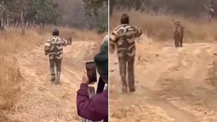 Viral Video: टाइगर का वीडियो बनाने उसके पीछे दौड़ पड़ा वनकर्मी, जा सकती थी जान