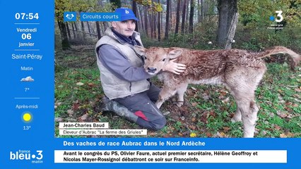 À Saint-Sylvestre, des Aubrac élevées avec respect et amour sans antibiotiques, sans OGM et sans ensilage