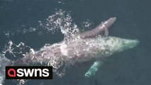 Gray whale greets whale watching boat with newborn calf right after giving birth