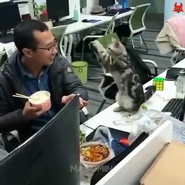 Funny Cats and Dogs Videos - Funny Animal Video Compilation _2
