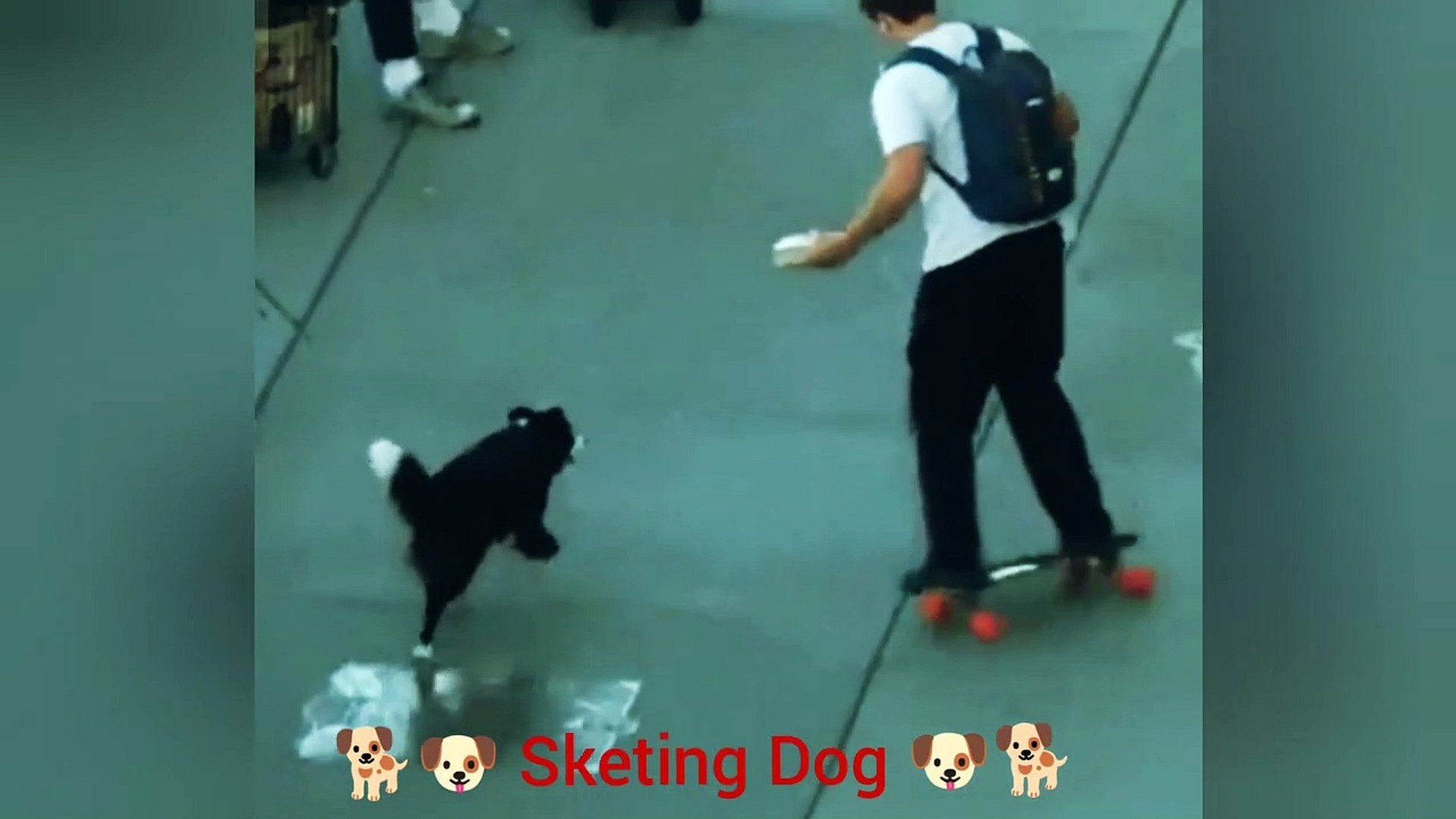 ⁣Sketing Dog  | How's dog wating for Sketing| amazing dog video