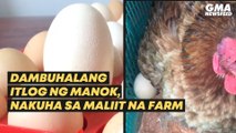 Dambuhalang itlog ng manok, nakuha sa maliit na farm | GMA News Feed