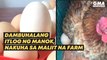 Dambuhalang itlog ng manok, nakuha sa maliit na farm | GMA News Feed