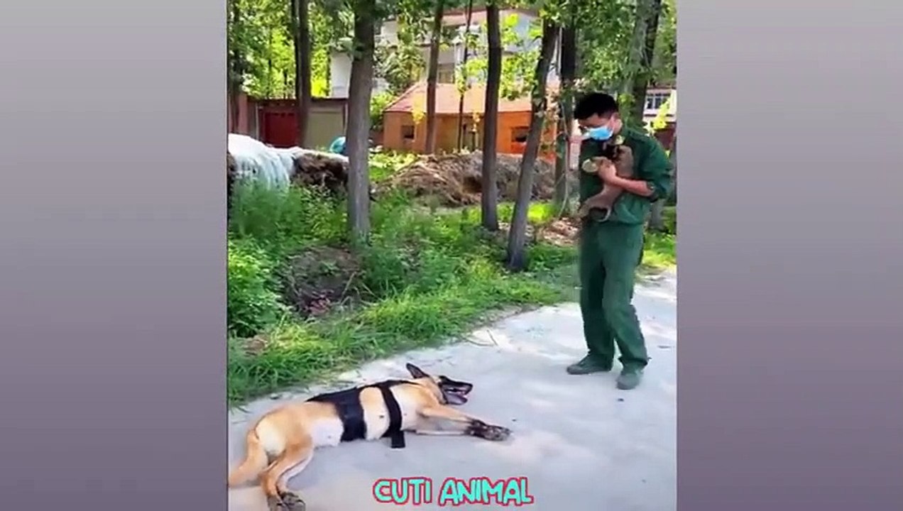 Funny Dog And Cat ------ Funniest Animals _11