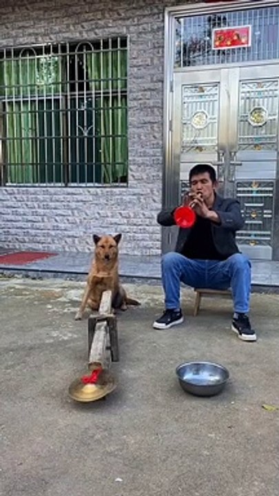 Artist dog