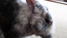 rabbit