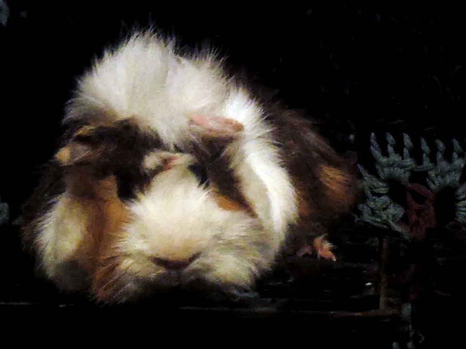 CAVIA PORCELLUS DAVID 102_8693
