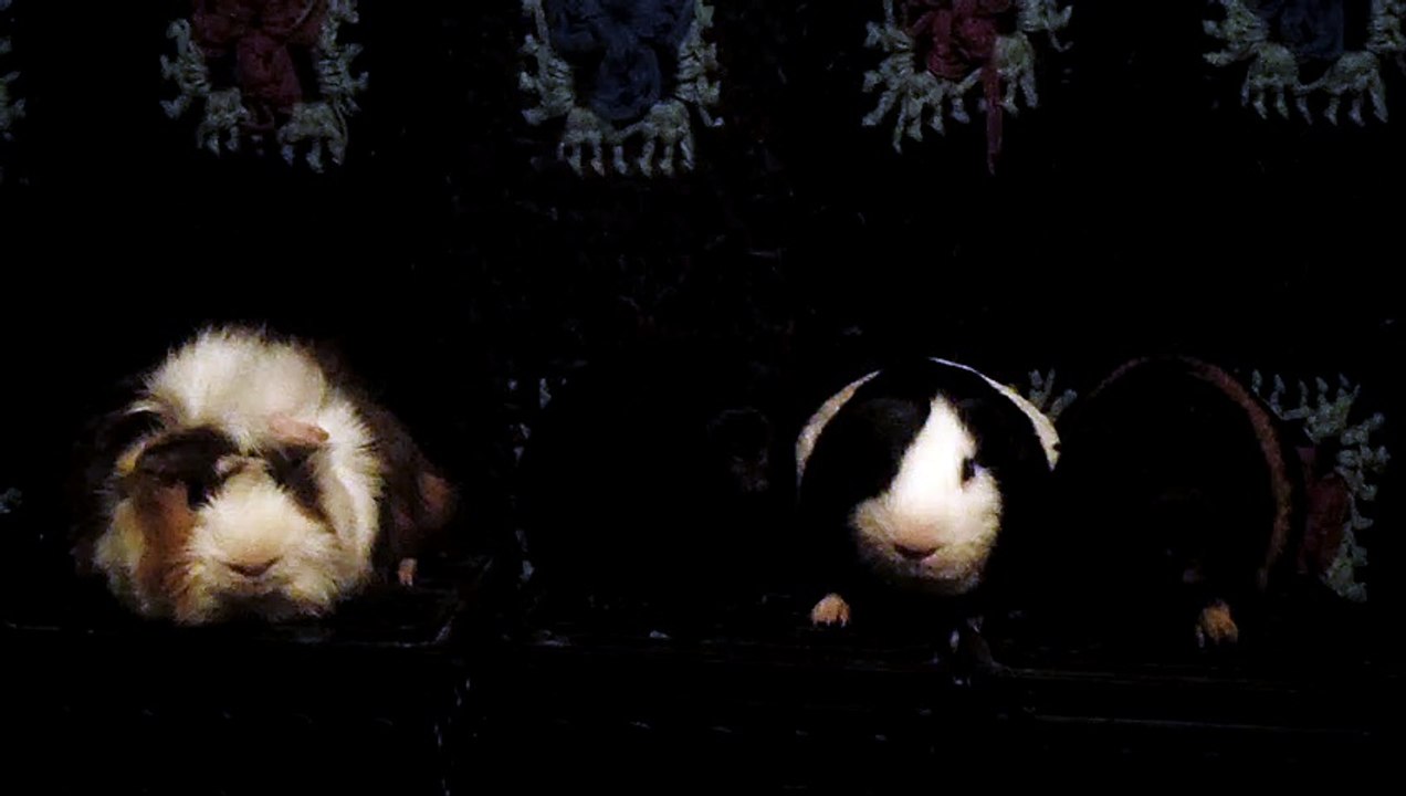 CAVIA PORCELLUS DAVID 102_8696
