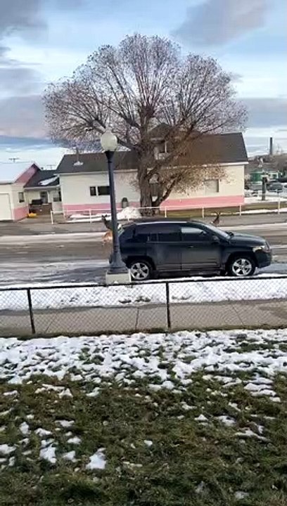 Deer Doesn't Pay Attention