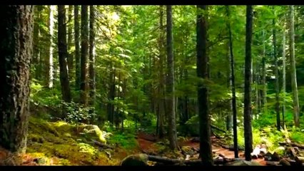 Morning flute music | Himalayan music |  Meditation Flute music | free aalap (बाँसुरी)