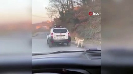 Boğazına ip bağladığı köpeği otomobilin arksında sürükledi