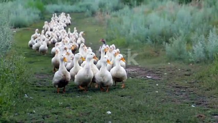 beautiful crowd of ducks .beautiful scene of ducks
