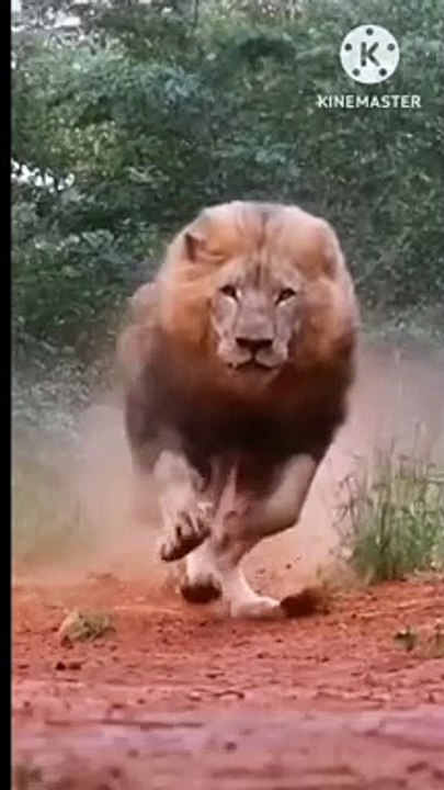 Lion Sher animal - video Dailymotion