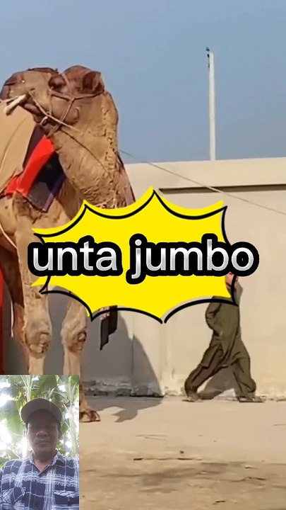Unta terbesar di dunia