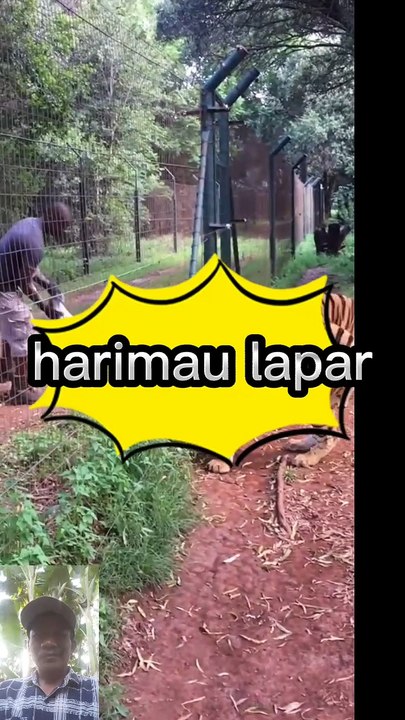 Harimau kelaparan