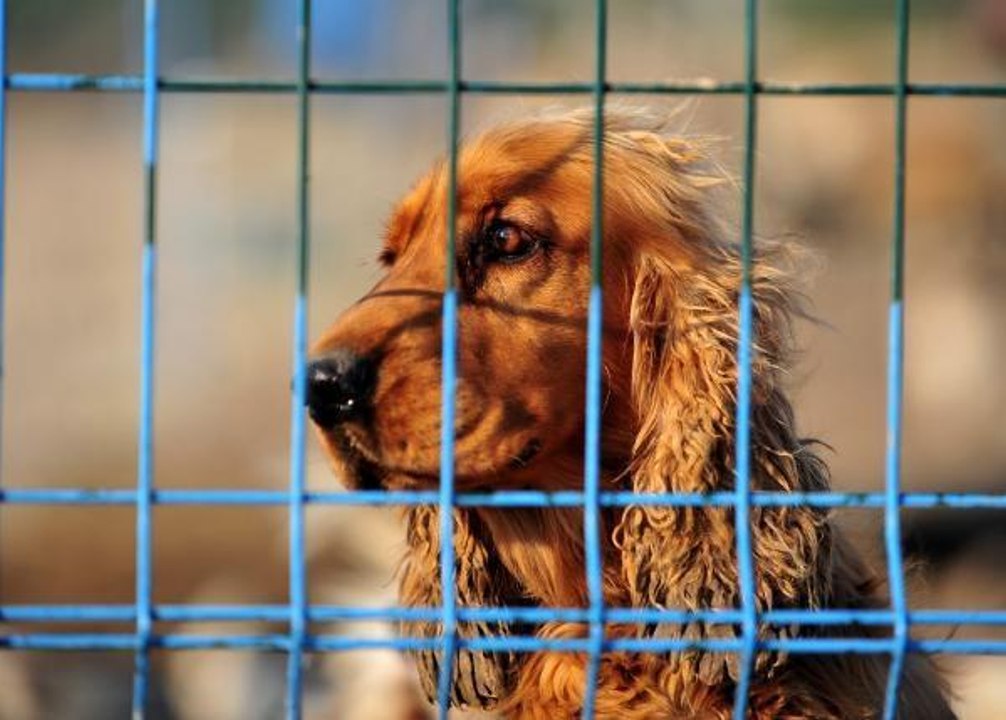EVCİL HAYVANLARA ÇİP UYGULAMADA YASAL SÜRE DOLDU, SOKAĞA TERK EDİLMELER ARTTI