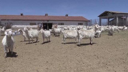 Erkeç eti yemekleri gastronomi turizmine kazandırılacak